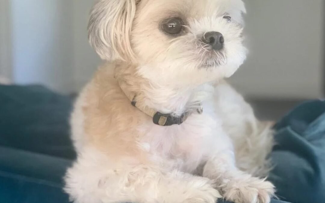 Pets at Home: Interior Design with Pets in Mind