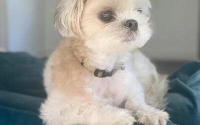 Pets at Home: Interior Design with Pets in Mind