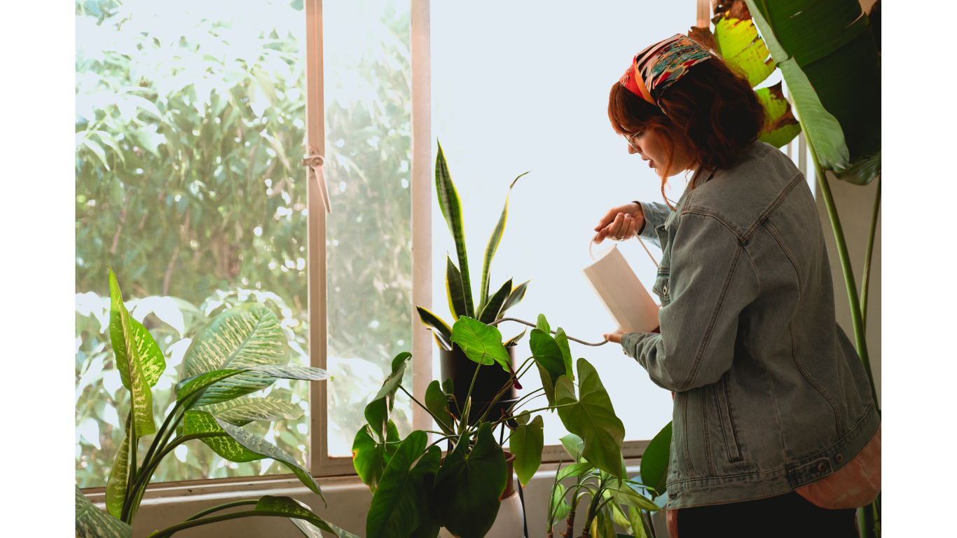 Blog Indoor Plants: Interior Designer’s Guide of Greenery at Home