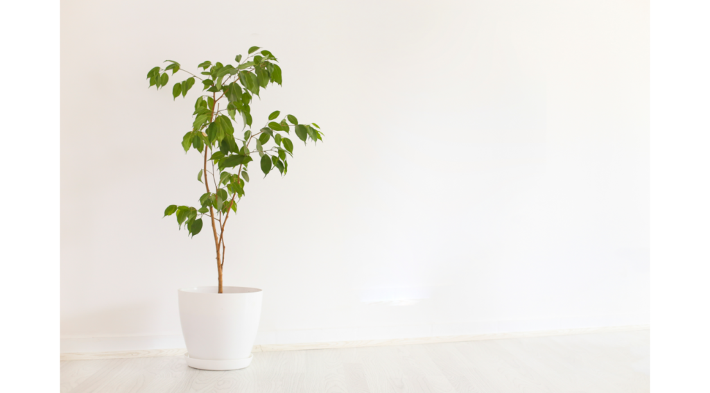 ficus
