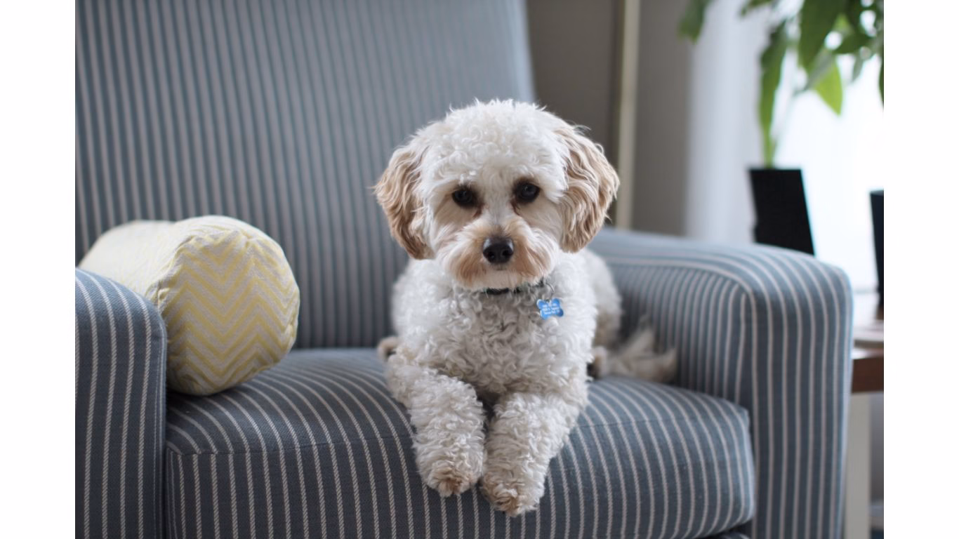 pet-friendly interior design