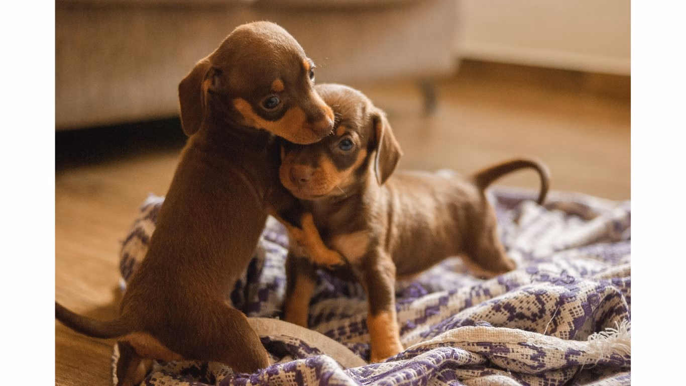 pet-friendly interior design