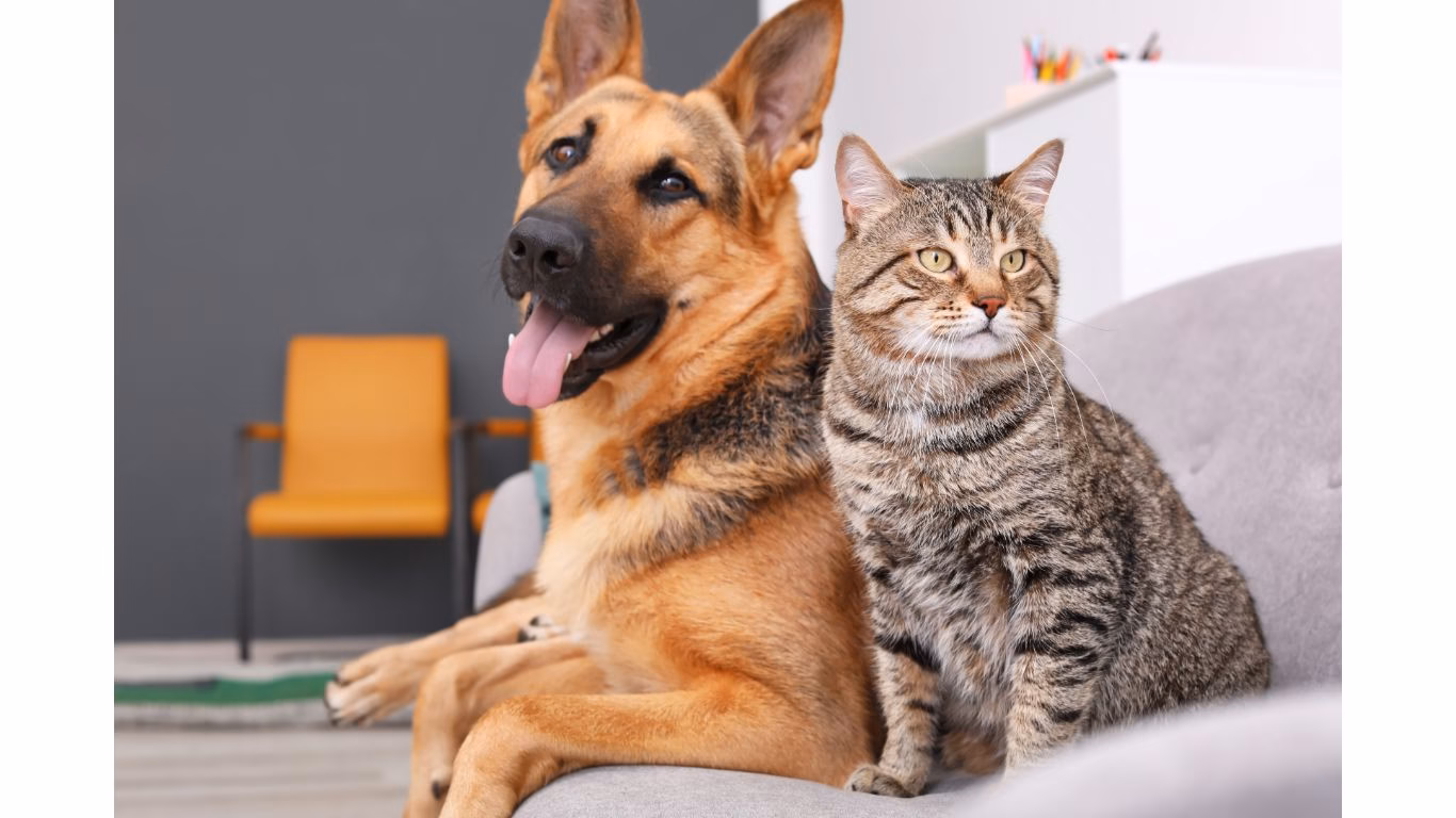 pet-friendly interior design